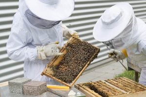 Best Beekeeping Books for Beginners