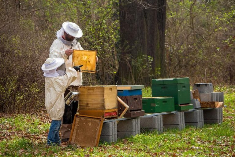 Best Beehive Boxes for Beginners