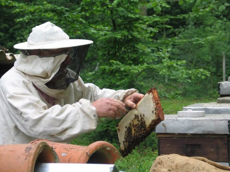 Best Beekeeping Starter Kits