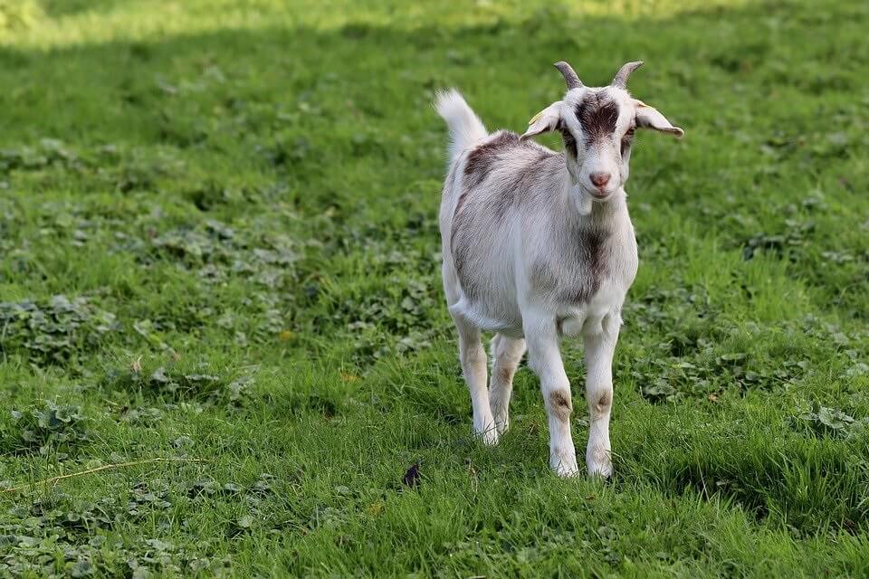 How Long Do Goats Live? Average Lifespan of a Goat