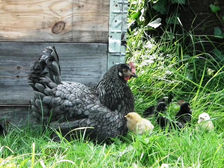 How Long Does It Take For A Chicken To Grow