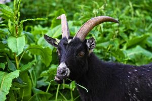 What Do Goats Eat? | What do mountain goats eat? | What kind of hay do goats eat? | What do goats eat for treats?