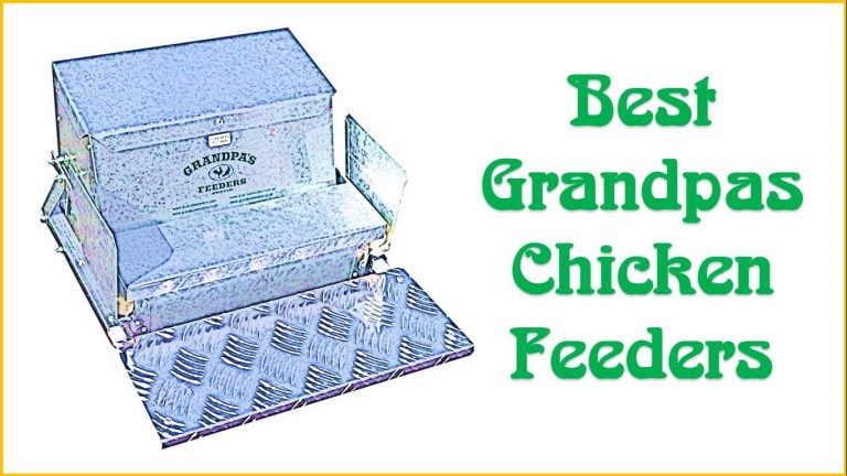 Best Grandpas Chicken Feeders | grandpa chicken feeder