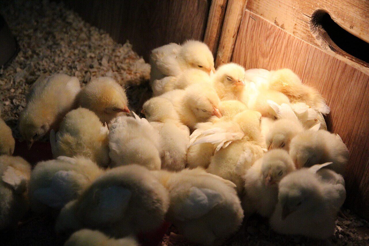 Best Heat Lamp for Chicks | chick brooder heat lamp | chicks red heat lamp