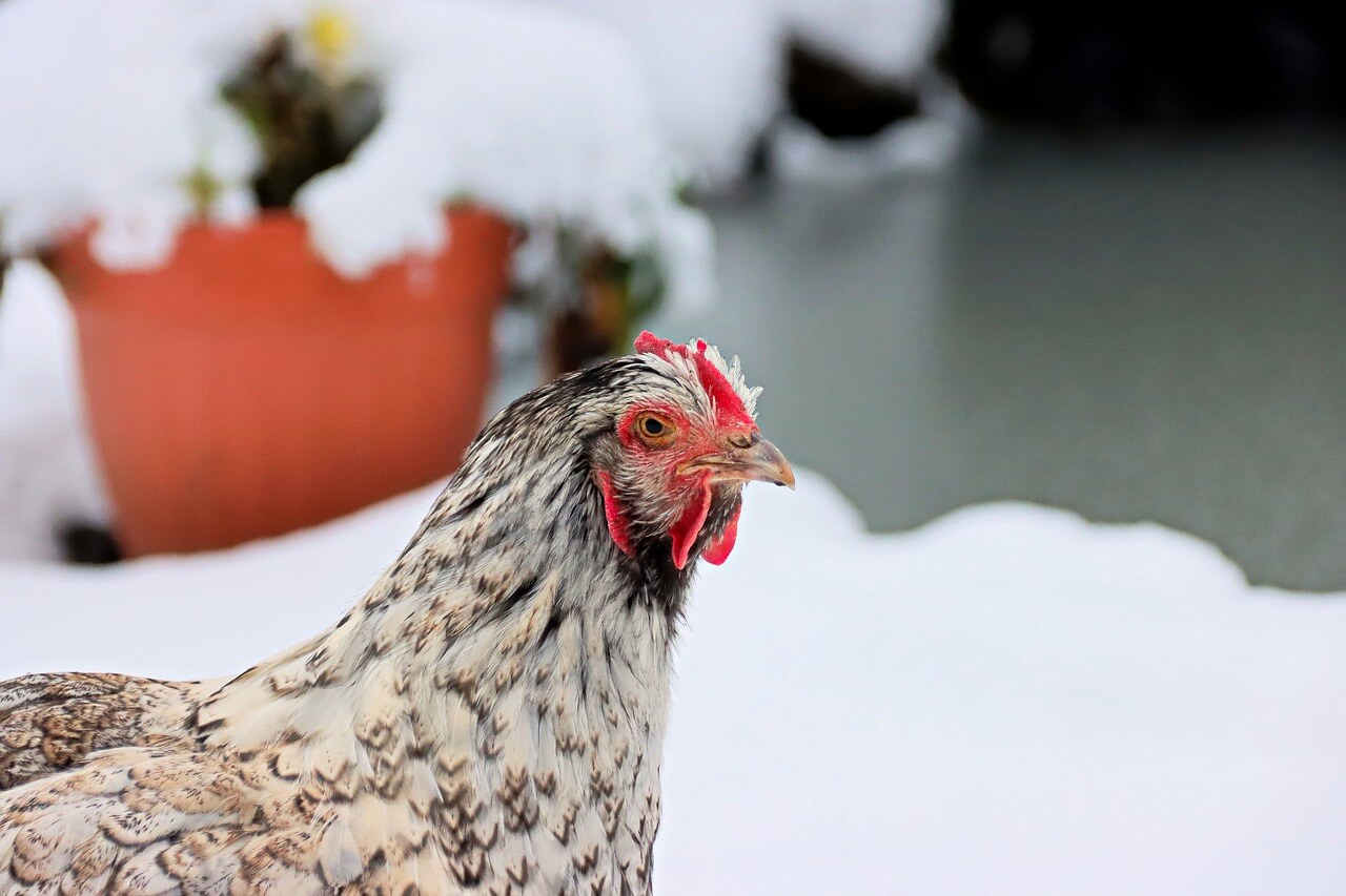 How Cold Can Chickens Tolerate | Chicken in winters