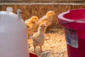 Best Brooder Box for Chicks | brooder box for 12 chicks | brooding box for chicks | chicken brooder box for sale