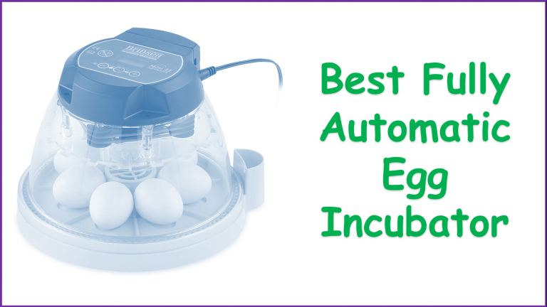Best Fully Automatic Egg Incubator