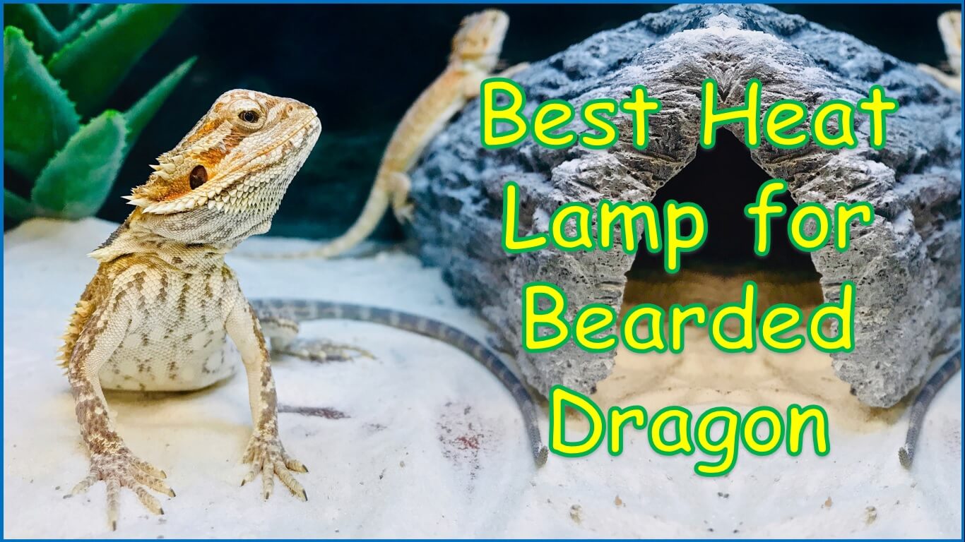 Best Heat Lamp for Bearded Dragon | best basking bulb for bearded dragon | best heat bulb for bearded dragon