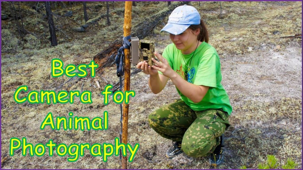Best Camera for Animal Photography